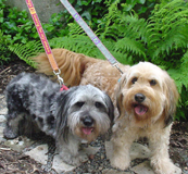 Jones and Spike with their tablet-woven leashes